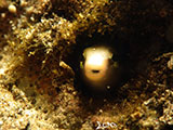 Anilao Blenny 7