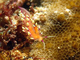 Anilao Flabellina 19