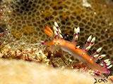 Anilao Flabellina 21