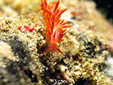 Anilao Flabellina 23