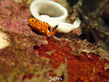 Anilao Flabellina with Eggs 2