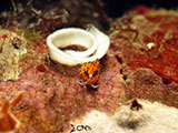 Anilao Flabellina with Eggs