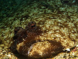 Anilao Flounder 1