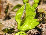 Anilao Goby 13