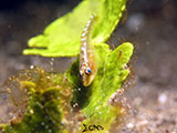 Anilao Goby 14