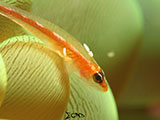 Anilao Goby with Parasites 1