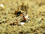 Anilao Juvenile Dragonet 1