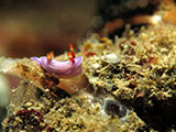 Anilao Nudibranch 120