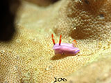 Anilao Nudibranch 123