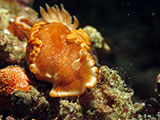 Anilao Nudibranch 127