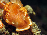 Anilao Nudibranch 128