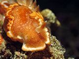 Anilao Nudibranch 129