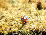 Anilao Nudibranch 132