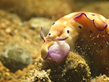 Anilao Nudibranch 140