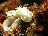 Anilao Nudibranch with Eggs 1