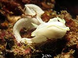 Anilao Nudibranch with Eggs 2