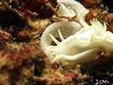 Anilao Nudibranch with Eggs 4