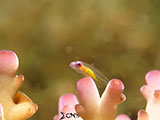 Anilao Pink Eyed Goby 1