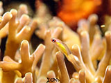 Anilao Pink Eyed Goby