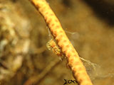 Anilao Shrimp 9