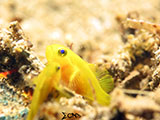 Anilao Yellow Clown Goby 1