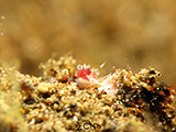 Anilao Flabellina 45