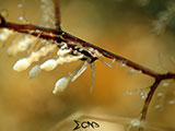 Anilao Nudibranch 185