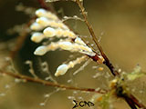 Anilao Nudibranch 188