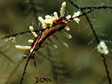 Anilao Nudibranch 190