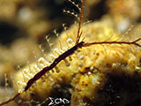 Anilao Nudibranch 194