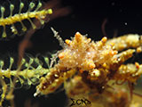 Anilao Nudibranch 199