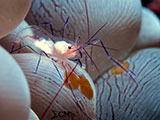 Anilao Cleaner Shrimp 5