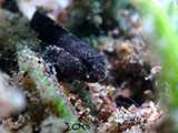 Anilao Goby 20