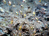 Anilao Juvenile Cardinal Fish 3