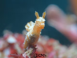 Anilao Nudibranch 208