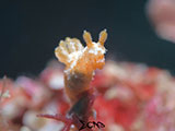 Anilao Nudibranch 209