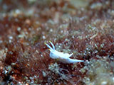 Anilao Nudibranch 211