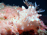 Anilao Nudibranch 212