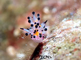 Anilao Nudibranch 217