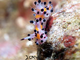 Anilao Nudibranch 218