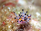 Anilao Nudibranch 220