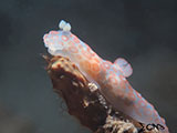 Anilao Nudibranch 222