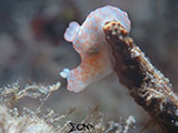 Anilao Nudibranch 223