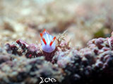 Anilao Nudibranch 227