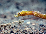 Anilao Pipefish 9