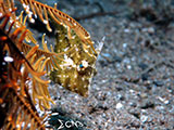 Anilao Filefish 1