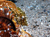 Anilao Filefish 2