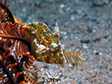 Anilao Filefish 3