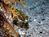 Anilao Filefish