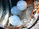 Anilao Flamboyant Cuttlefish Eggs